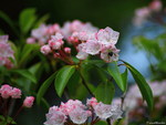 BLOSSOMS WITH BEE