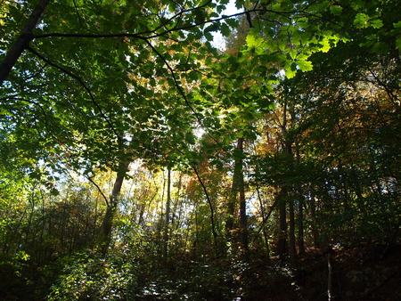 Sunlight Peeking Through The Trees - sunlight, forest, tree, wood