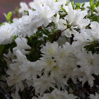 SPRING AZALEA