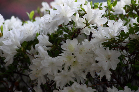 SPRING AZALEA