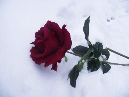 rose in the snow - nature, snow, red, flowers, rose