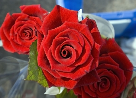 roses forever - nature, flowers, roses, red