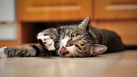 Just Slide The Dish Over Here - stretching, tabby, grey, cat