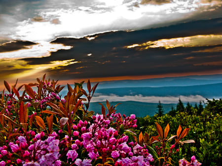 summer-sunrise-mountain - flowers, sunrise, summer, mountain