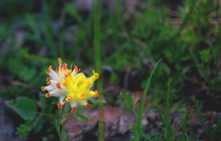 Yellow wild - 2009, zlatibor, daniel, flower