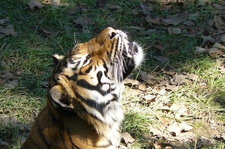 Asian Tiger in Prayer - animal, tiger, nature, wild