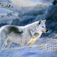 Gray wolf