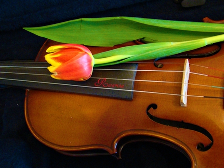  Violin - music, beauty, art, violins