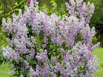 LOVELY LILACS