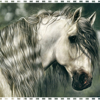 Regal Grey - Horse F