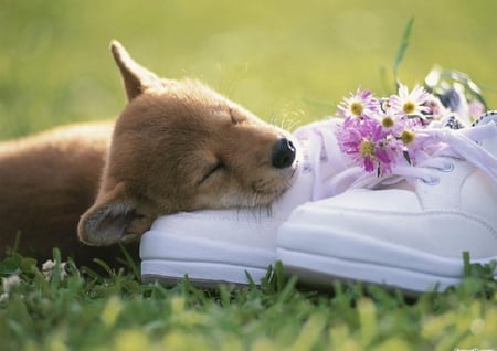 Dog sleeping time - fun, cute animals, adorable, animals, funny animals, funny, cool, tennis, humor, flowers, cute