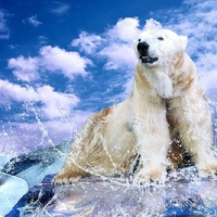 Polar bear