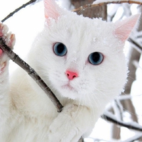 White cat