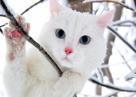 White cat - white cat, fun, humor, cool, kitten, funny, cute animals, cute, cats, adorable, funny animals, animals