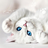 White cat