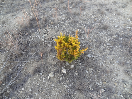 Baby Bush - flora, bush, dirt, plants, rocks