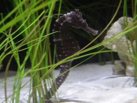 The Seahorse - sea, water, horse, sea horse