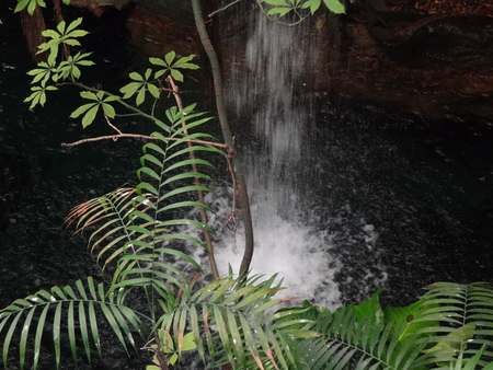 Waterfall in Dallas - aquarium, dallas world aquarium, texas, dallas