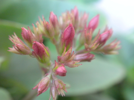 beautiful flower bud - nature, bud, bloom, flower