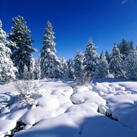 Winter landscape