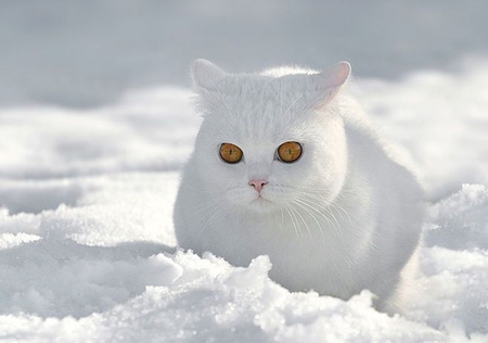 Snowy Cat with sexy yellow eyes =) - white, cats, animals, puffy, snow