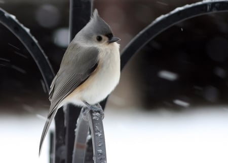 It's cold outside - birds, winter, cute, cold, snow