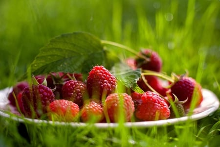 Raspberries - fresh, berry, summertime, fruits, delicious, leaf, summer, meadow, raspberries, berries, fruit, raspberry, red, green, grass