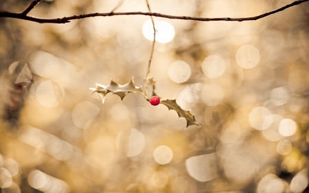 small twig - berry, forest, leaves, twig, bokeh, leaf, small, tree, nature