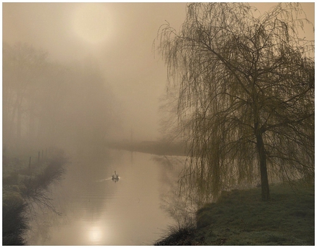 EVERYWHERE IS SILENT - swan, photography, foggy, moods, nature, bw, lake, atmosphere, silent