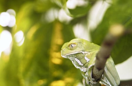 Greeny frog - nice, cute animals, adorable, animals, frog funny animals, funny, cool, green, humor, cute