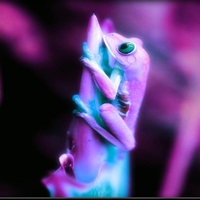 Purple frog