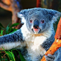 Cute Koala