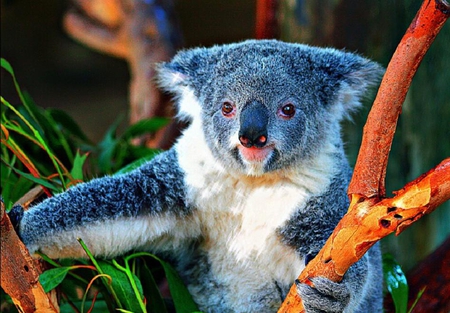 Cute Koala - humor, cool, koala, funny, cute animals, cute, adorable, nice, funny animals, animals