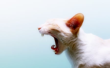 Let's scream - scream, white, cat, sleepy