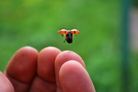 ladybug - flying, nature, fingers, ladybug