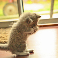 Cute Kitty