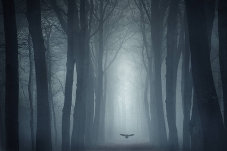 Mystic forest - nature, mystic, forest, dark, fog, gothic, bird