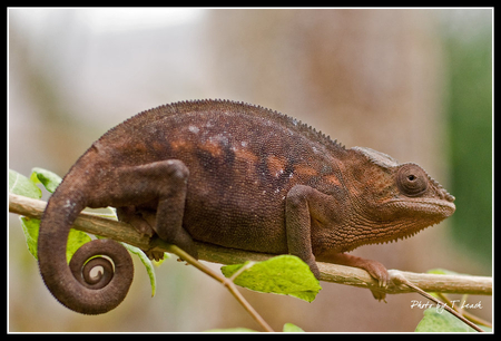 Ground_Lion - animal, wood, photography, reptiles