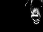 black dog