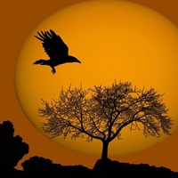 sunset bird