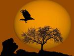 sunset bird