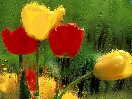 tulips - flowers, tulips, nature, rain