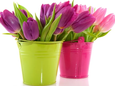 Sweet tulips - beauty, colors, lovely, pink, sweet, flowers, colorful, tulips, purle