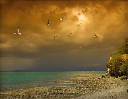 It's just a perfect Day - stunning, birds, beach, pebbles, bushes, turquoise, ocean, sky