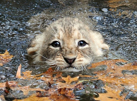 Mum says,I've to learn to Swim - face, cub, lion, water, leaves, cute