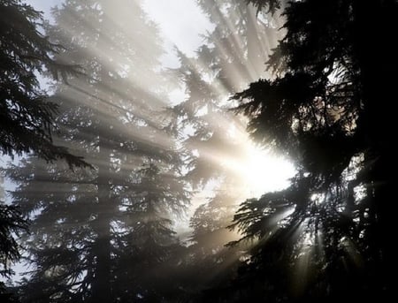 Morning Glory - rays, glow, trees, magical, sun