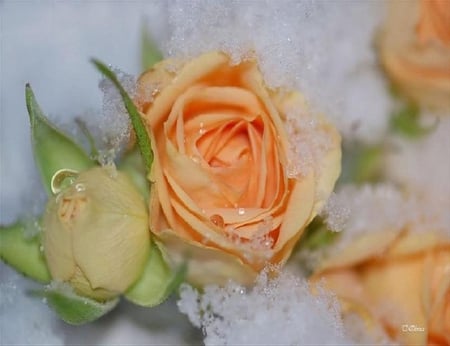 Keeping Cool - roses, pretty, peach, buds, snow, droplets