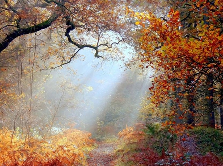 Autumn Morning - colours, trees, rays, red, gold, orange, sun, leaves