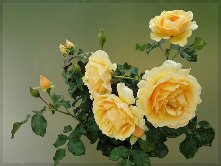 YELLOW ROSES - roses, flowers, yellow, green