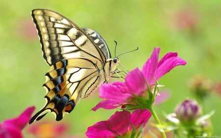 BEAUTIFUL BUTTERFLY - nature, animals, colored, butterflies